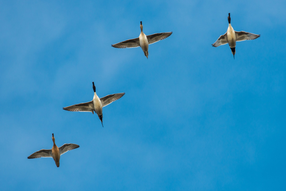Improvers Birdwatching Morning